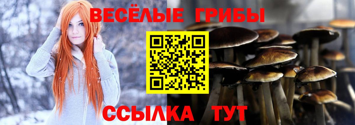 Псилоцибиновые грибы Psilocybine cubensis Елизово